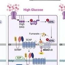 Nat Communi | 浙江大学王铮等团队破解肝癌的“糖脂转换器”：研究揭示ADSL蛋白如何充当代谢开关，并用一款抗HIV“旧药”成功关闭它