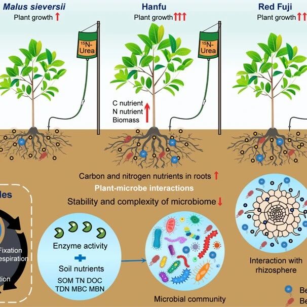 石河子大学于坤团队揭示接穗品种与氮水平通过根际微生物调控苹果碳氮同化的机制