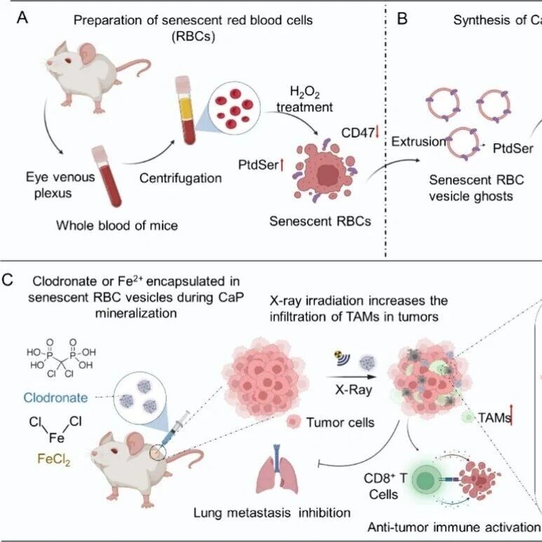 ACS Nano：生物矿化红细胞纳米空泡可选择性清除肿瘤相关巨噬细胞以增强新辅助放射免疫治疗