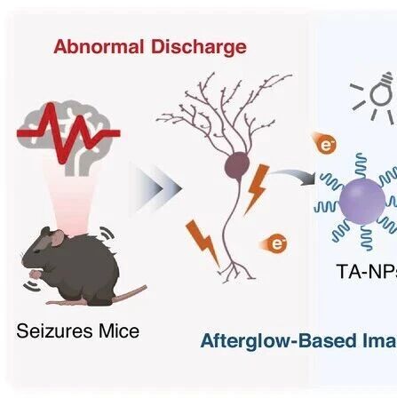 Angew：电敏感三蒽纳米粒子用于实现癫痫样异常放电余辉成像
