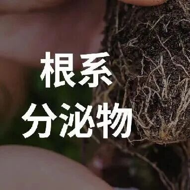 根系分泌物介导下植物-土壤-微生物互作关系