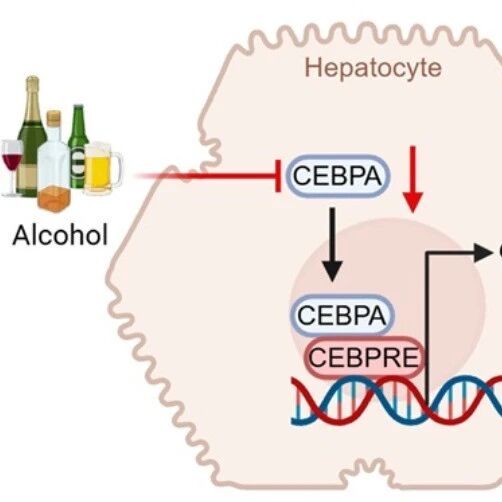 Hepatology | 为肝脏加“盾”！中国药科大学郝海平/颜婷婷等团队发现对抗酒精肝的关键蛋白，补充它可逆转肝损伤