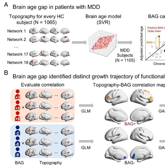 PNAS | 抑郁症的大脑“生长时钟”乱了！北京师范大学夏明睿团队发现两种失调模式：一种走太快，一种走太慢