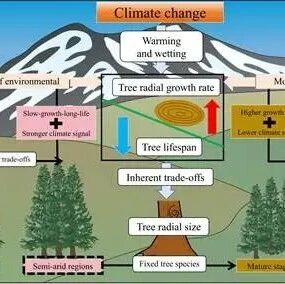 四川大学生命科学学院张胜教授团队在树木生长与森林碳固存研究中获新进展