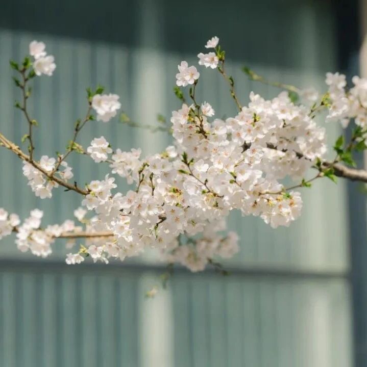 清华大学吴华强团队：忆阻器存算一体芯片，原位计算光谱仪 | Nature Electronics