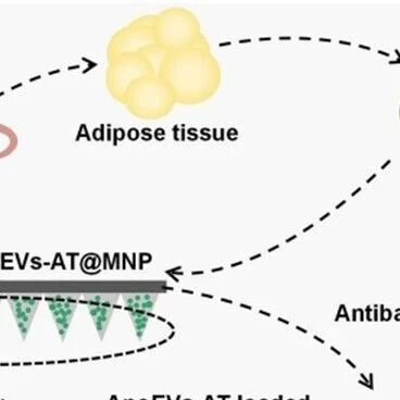 《Journal of Nanobiotechnology》：基于HAMA/PLMA的抗菌微针促进感染性伤口无疤痕愈合