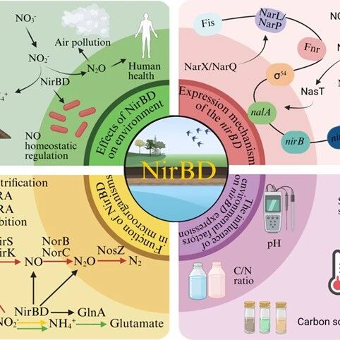 贵州大学何腾霞团队Synthetic and Systems Biotechnology：微生物中NirBD的功能分析及其对土壤氮储存与N2O排放的影响