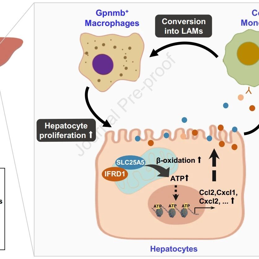 J Hepatol | 中国科技大学尹大龙等揭示IFRD1的多面角色，助力肝脏再生
