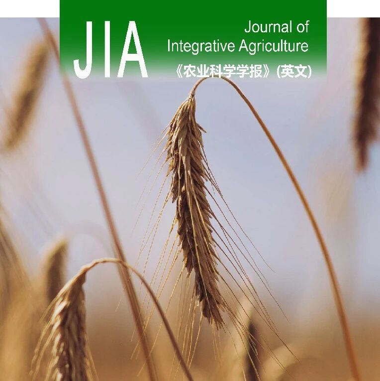 JIA优先上线 | 中国农科院作科所小麦种质资源创新研究组鉴定冰草6P染色体片段在小麦背景下可提高花青素和水解氨基酸含量