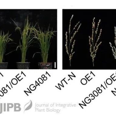 JIPB | 伴侣蛋白赋予OsNRAMP3在水稻中转运Fe²⁺ 的新功能