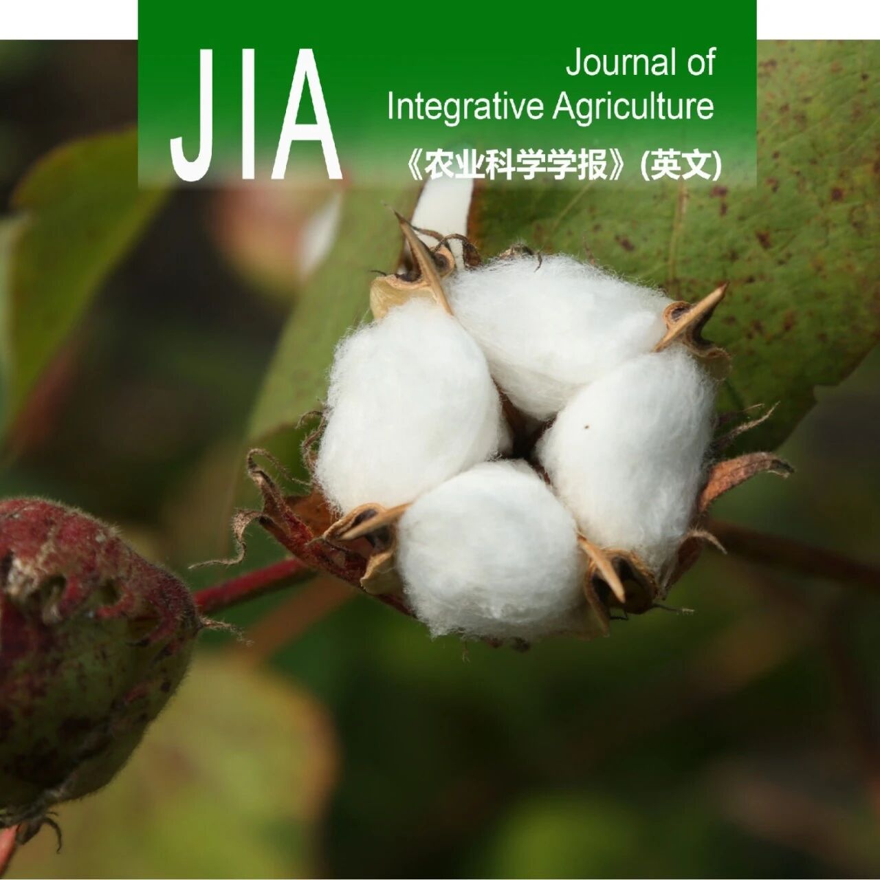 JIA | 山东省农业科学院董合忠团队：新时期棉花生产可持续发展的新栽培路径——棉花协同栽培