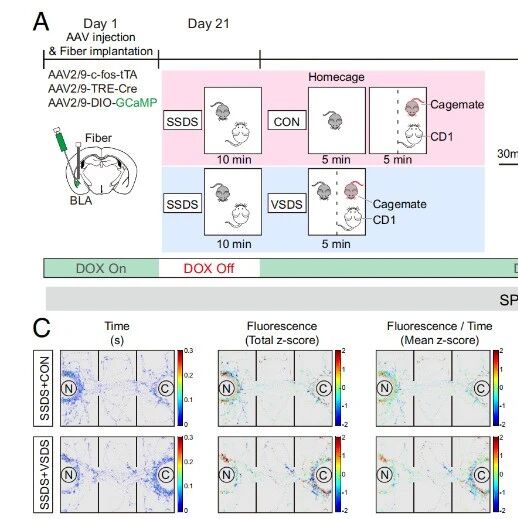 PNAS | “感同身受”如何形成？武汉科技大学田波等团队揭示自身压力经历重塑大脑，决定社交偏好