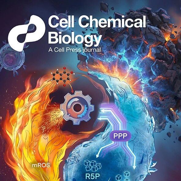 Cell子刊 | 封面！上海交大王锋团队揭示“混元”代谢新机制，靶向 NQO1 重塑 T 细胞干性的代谢新机制
