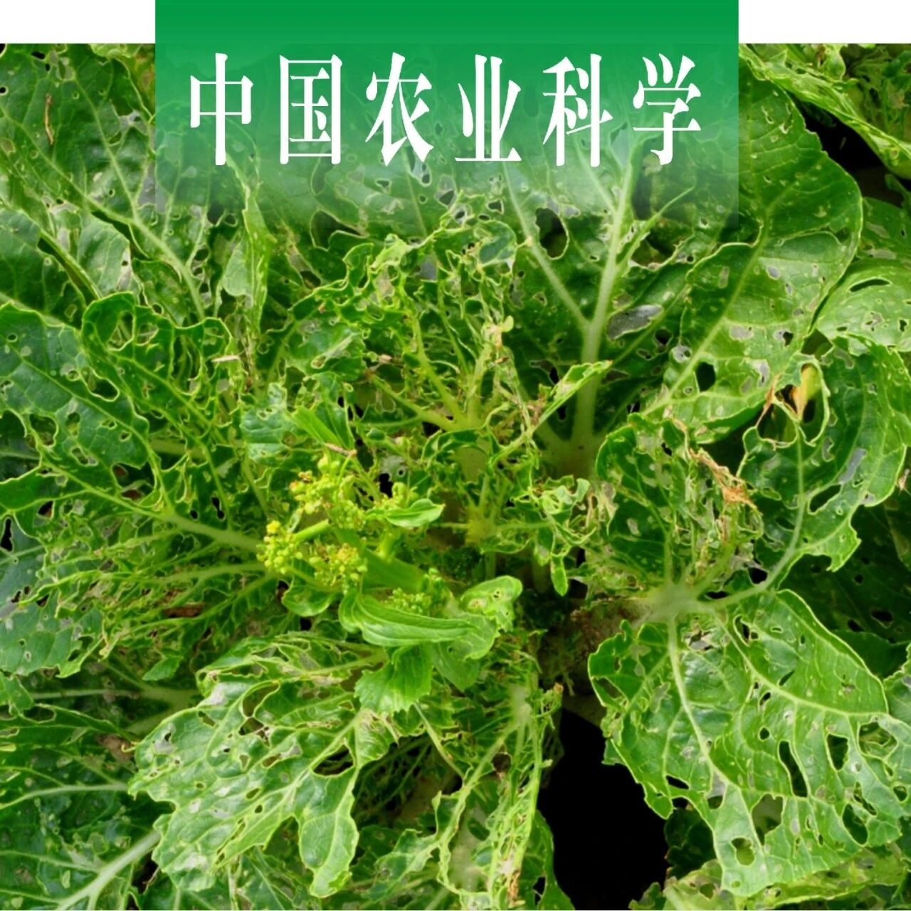中国农业科学 | 华南农业大学植物保护学院金丰良/许小霞团队构建靶向小菜蛾PxGNBP3的RNAi增效绿僵菌并探究其免疫调控机制