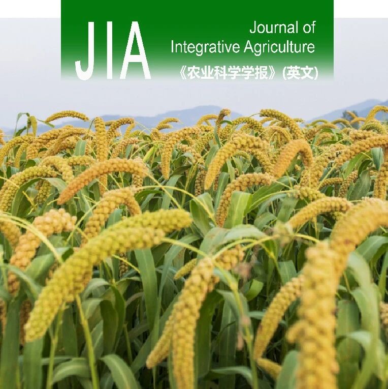 JIA优先上线 | 沈阳农业大学农学院耕作制度团队在间作减氮增效方面取得新进展