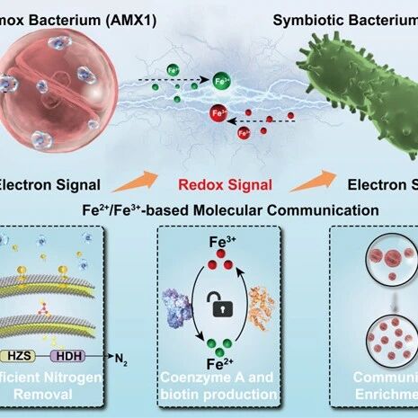 北京工业大学彭永臻院士团队张莉课题组JACS：桥接电子转移——生物启发氧化还原通信实现可持续的非亚硝依赖型厌氧氨氧化