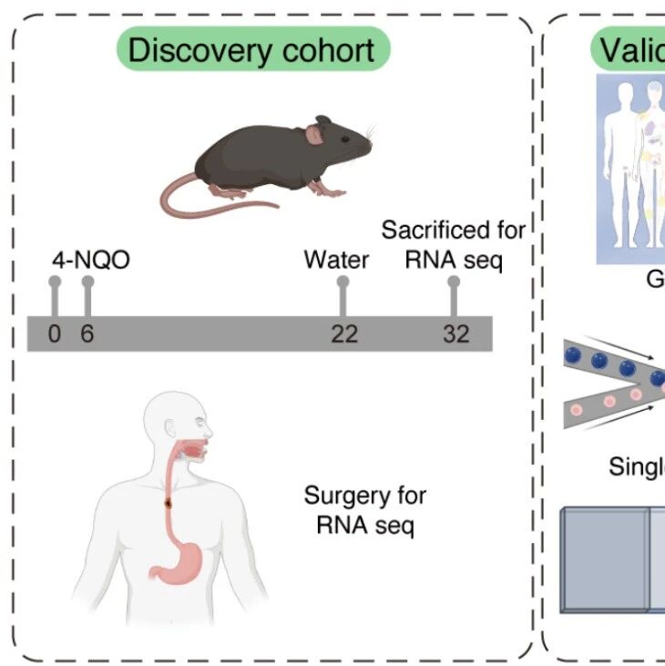 Cancer Res｜扬州大学王霄霖等团队发现NQO1在食管鳞癌中的全新促癌功能