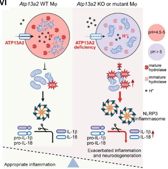PNAS｜浙江大学夏梦等团队发现ATP13A2基因突变可致巨噬细胞“失控”发炎损伤大脑，靶向免疫炎症通路或成新方向