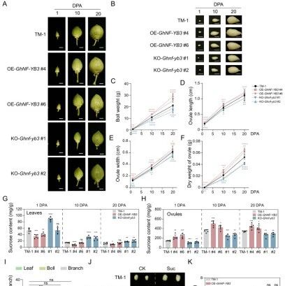 Plant Cell | 浙江大学关雪莹团队解析棉花籽纤维产量平衡机制