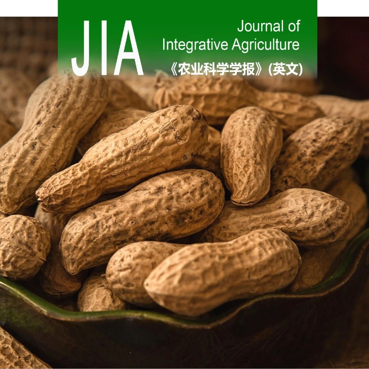 JIA优先上线 | 山东省农业科学院陈静研究员团队在花生荚果缢缩评价与QTL定位方面取得新进展