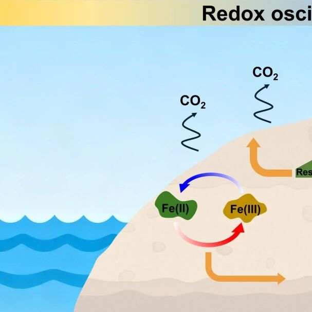 重庆大学古励/艾海男团队WR｜河岸带氧化还原振荡通过增强微生物呼吸刺激碳损失