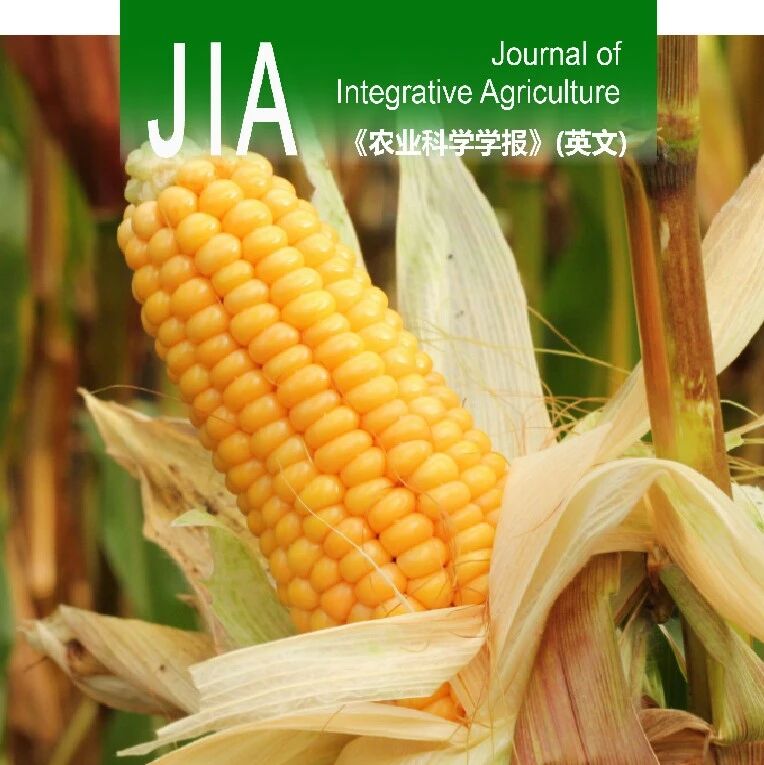 JIA优先上线 | 中国农业科学院和西北农林科技大学团队在玉米产量限制因子解析方面取得进展