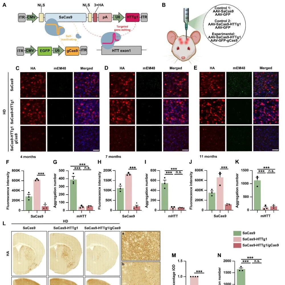 Sci Adv | 北京大学李沉简/郑素双开发新型CRISPR疗法，精准清除亨廷顿病致病蛋白后自动“休眠”，安全长效
