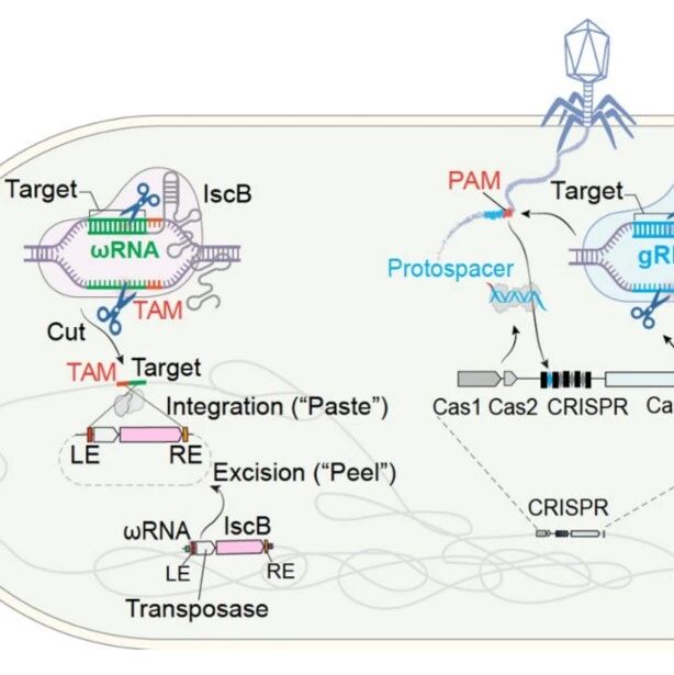 【前沿进展】NSMB | Cas9祖先如何“踩油门”？胡纯一/胥春龙合作揭示IscB自抑制与激活机制