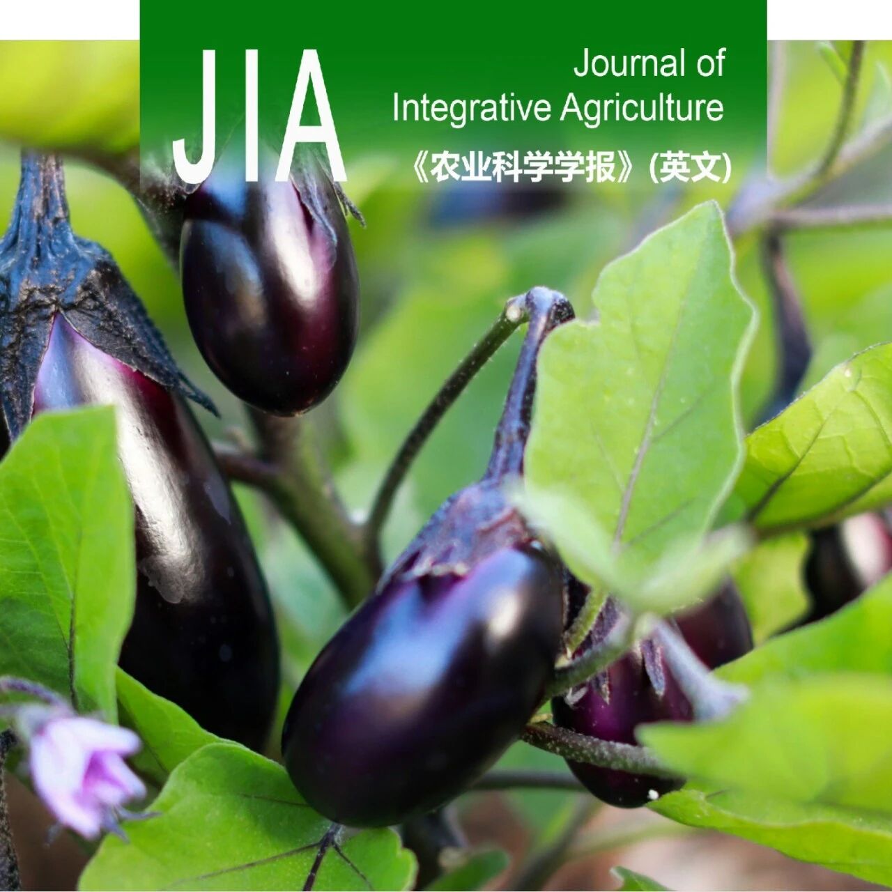 JIA优先上线 | 河北农业大学蔬菜遗传育种及合作团队：建立茄子果形精准分类技术，鉴定果形调控候选基因