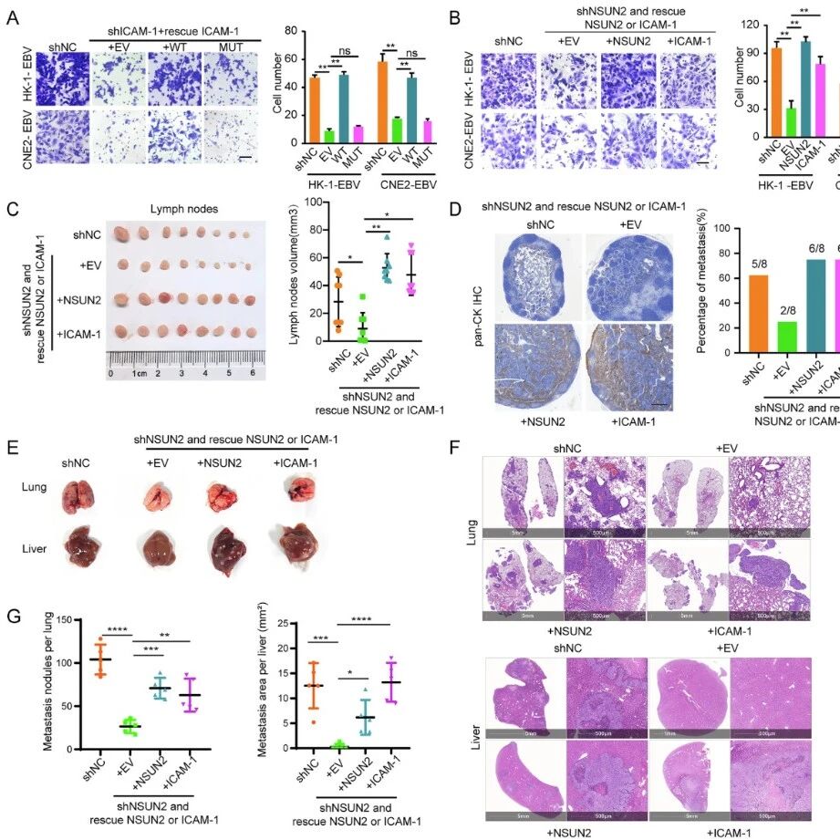 Cell Death & Differ | 中山大学贝锦新/罗春玲团队揭示EBV驱动鼻咽癌转移新机制