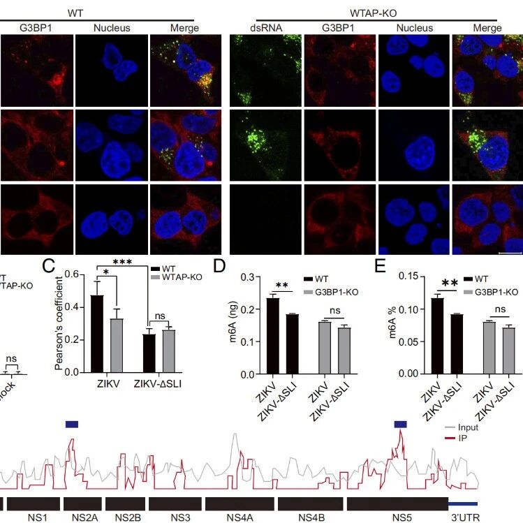 PNAS｜动物研究所郑爱华教授团队取得虫媒病毒媒介-宿主适应机制研究新进展