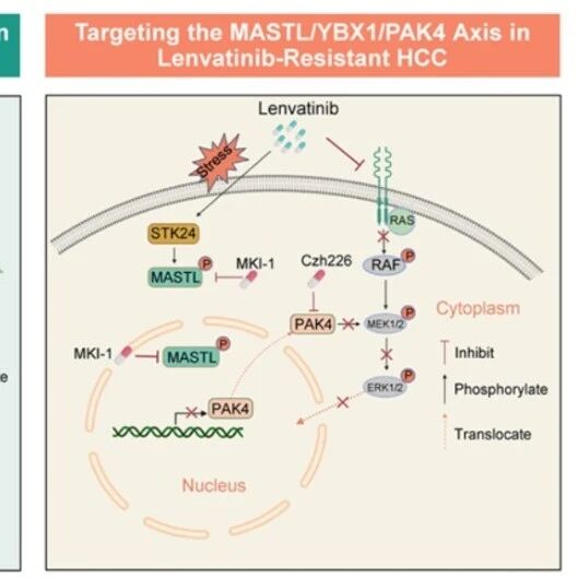 Hepatology｜复旦大学柯爱武/沈英皓鉴定肝癌仑伐替尼耐药新靶点MASTL，阻断其下游PAK4表达可有效恢复药物敏感性