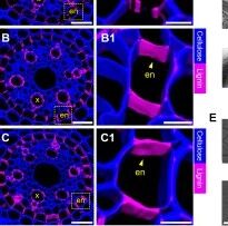 Science Advances∣广西大学夏继星课题组揭示植物根系凯氏带形成与内皮层蛋白稳态维持的分子基础