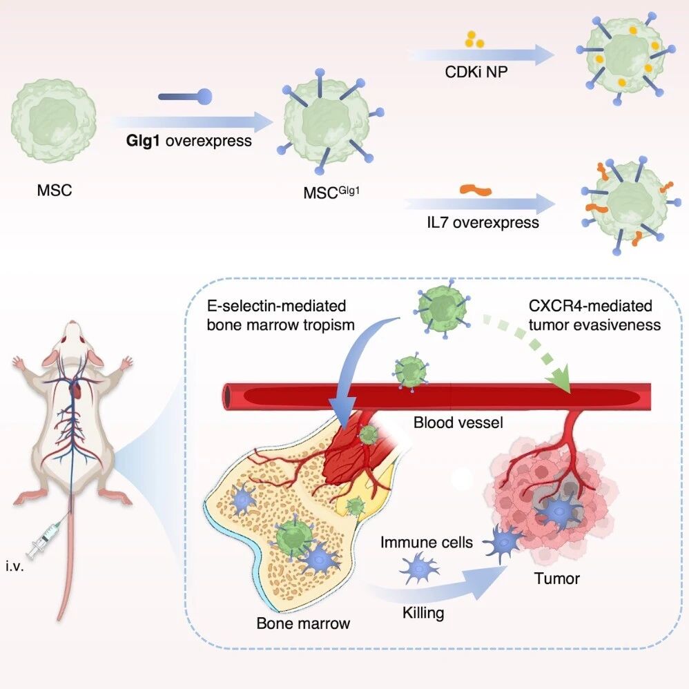 Cell Stem Cell | 上海交通大学张诗宜团队构建工程化间充质干细胞实现系统性免疫重编程