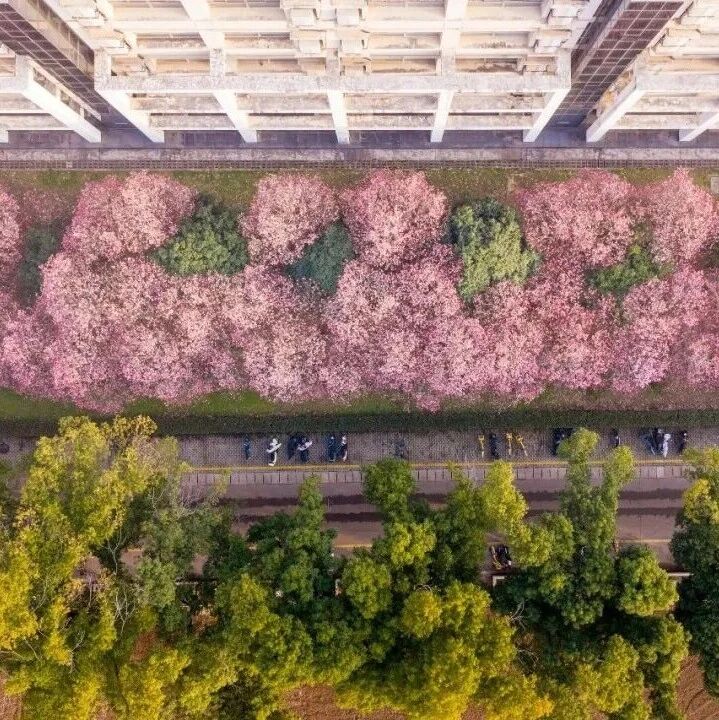 研究前沿：骆清铭院士领衔！华中科技大学， 数字阵列调制显微成像 | Nature Photonics