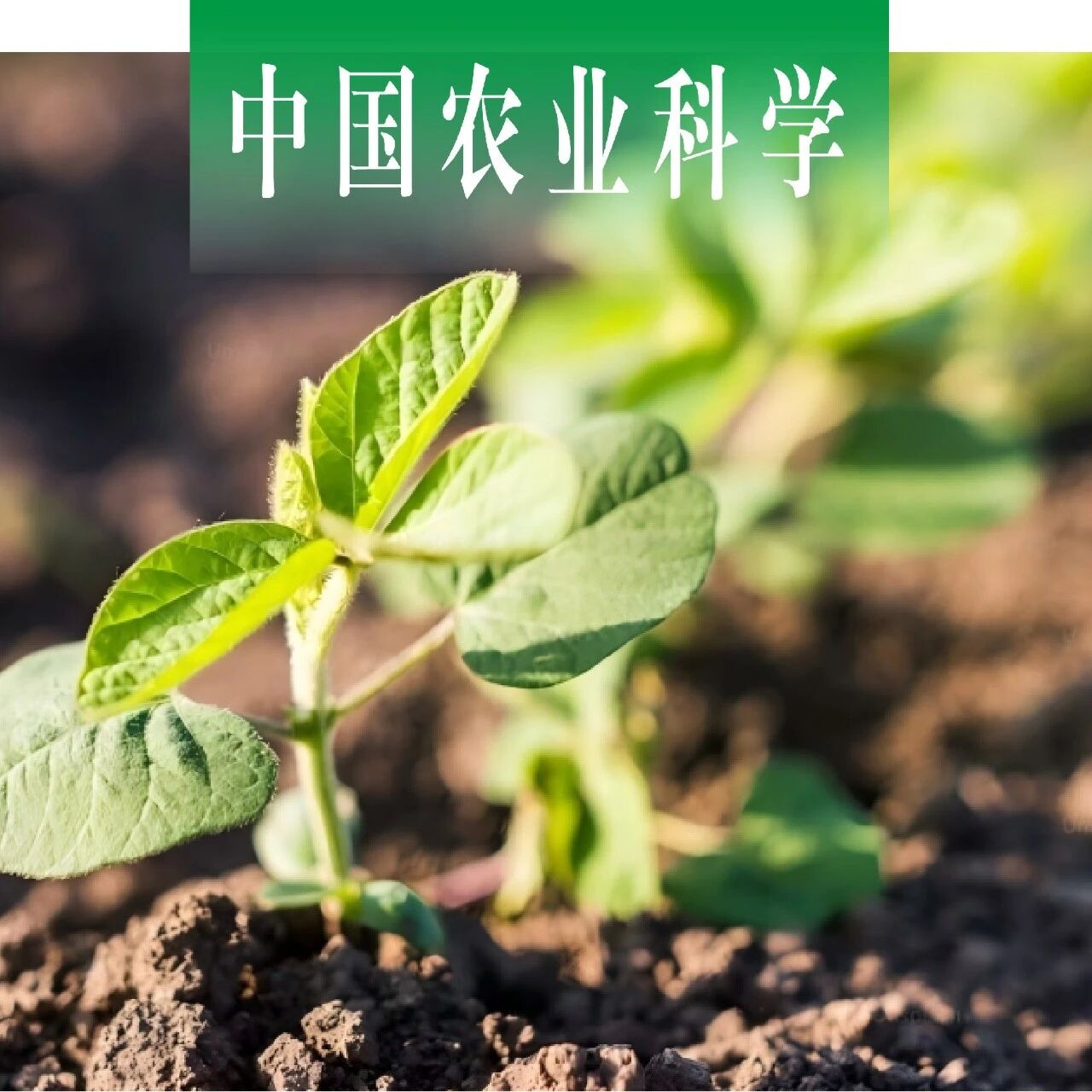 中国农业科学 | 南京农业大学盖钧镒院士团队探讨我国大豆种植制度的变更，并针对生态栽培区划调整提出建议