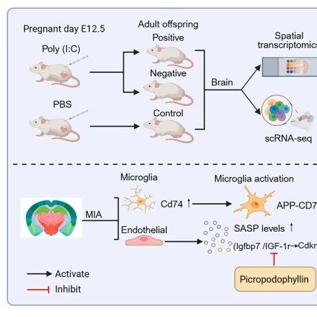 Cell Reports｜空间转录组学和单细胞测序技术揭示自闭症大脑的衰老相关变化