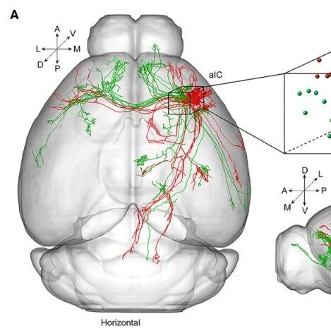 【前沿进展】Neuron | 吴海涛团队揭示慢性压力如何“劫持”社交行为