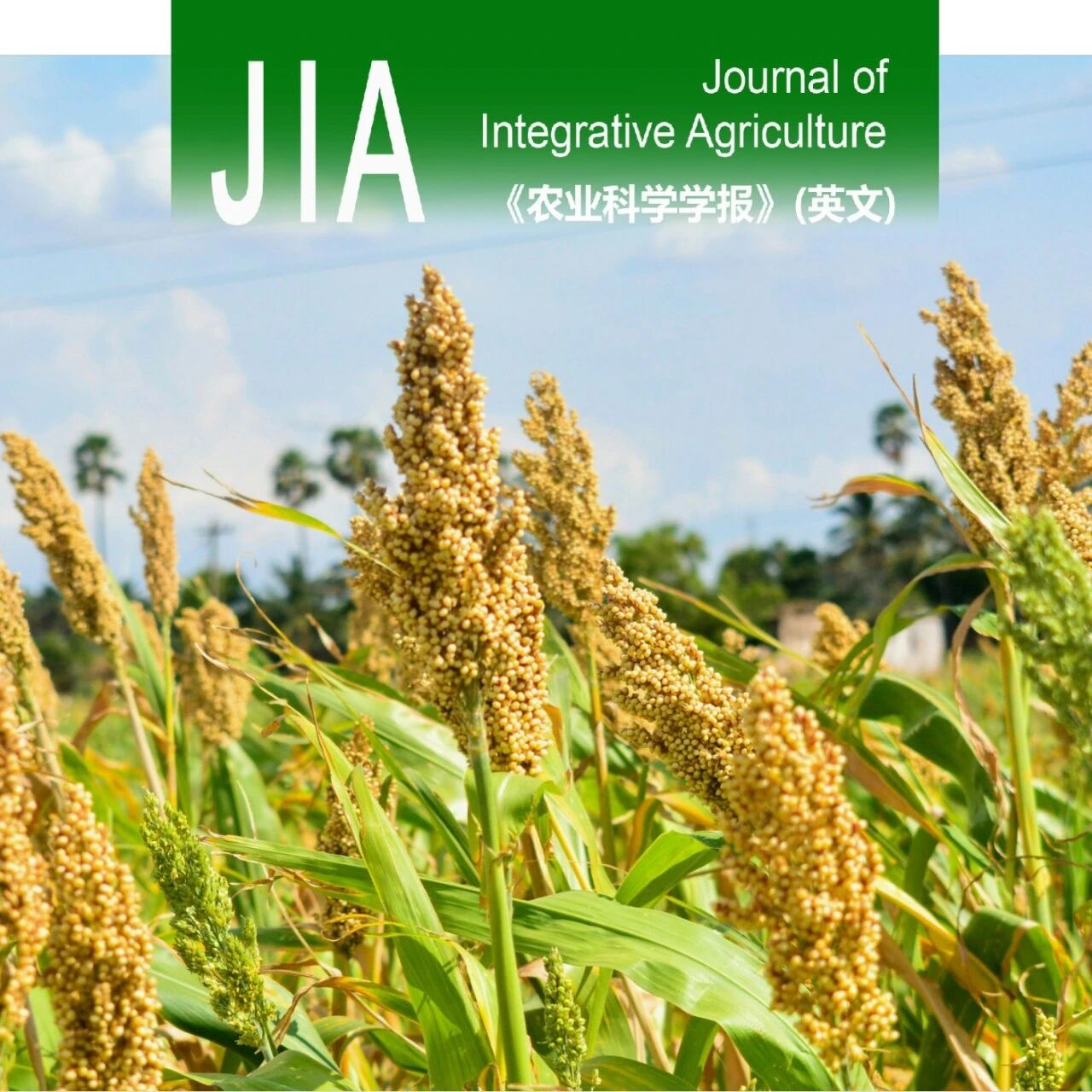 JIA优先上线 | 西南大学玉米高粱遗传育种与分子生物学团队在高粱籽粒淀粉生物合成的转录调控方面取得新进展