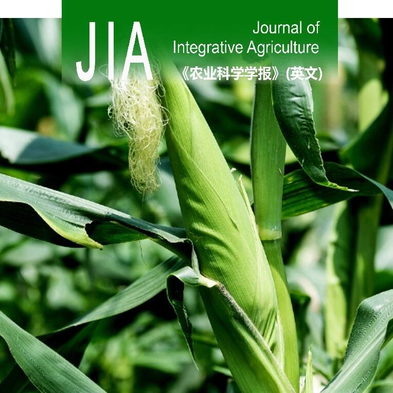 JIA优先上线 | 中国农业大学李召虎教授团队揭示乙烯利调控玉米根系构型特征塑造陡直根系增强根系固着强度的核心机制
