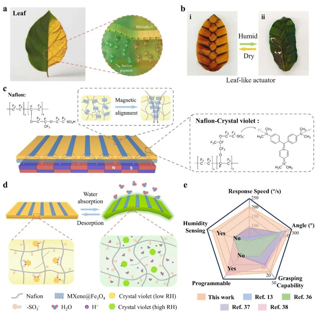 合工大胡颖团队 AFM：植物叶片启发的可编程形变与湿致变色软体驱动器