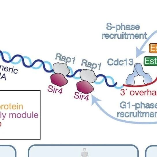 华人学者一作！《Science》首次看清酵母“生命时钟”端粒酶的全貌，结构竟大不同