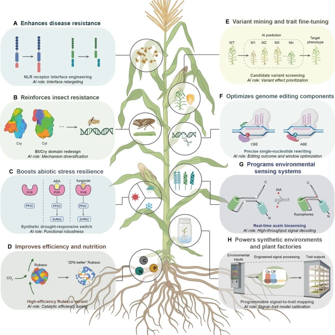 Mol Plant | 中国农业大学王向峰教授团队AI驱动的蛋白质工程：植物性状设计的新范式
