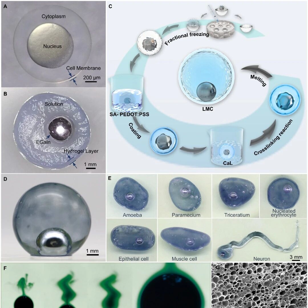 中科院理化所刘静团队 Nanoscale：首个液态金属细胞问世，解锁 “小腔室，大世界”丰富特性与应用