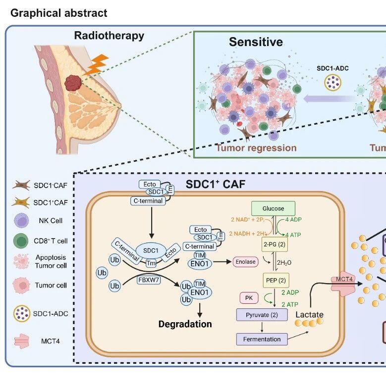 Cancer Res | 复旦大学刘静团队与天津医科大学郝继辉团队合作揭示SDC1⁺ CAF打造肿瘤“乳酸超级工厂”驱动放疗抵抗