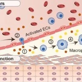 基于生物打印的高精度动脉模型登顶《Cell Biomater.》浙江大学