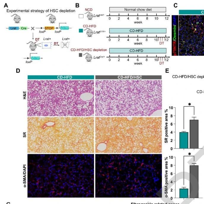 Hepatology｜肝脏“守护者”被发现！首都医科大学尤红团队揭示肝星状细胞另一面：分泌ECM1蛋白维持稳态，靶向需谨慎