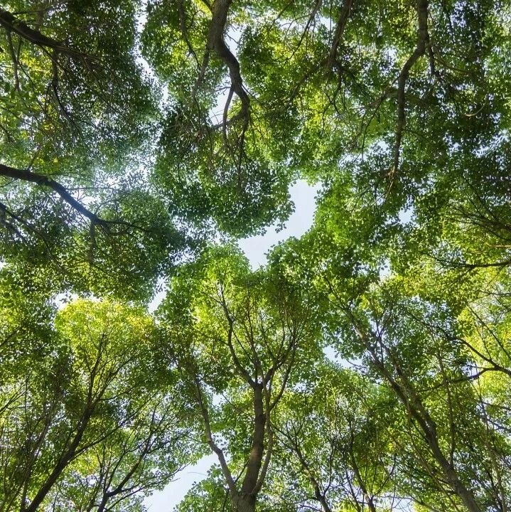 推开窗看见公园还是马路，决定了癌症幸存者的抑郁风险！Nat Commun研究揭示绿化、空气污染与代谢物的关联