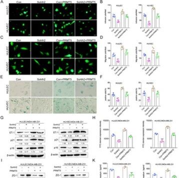 Adv Sci | 山东大学郝晶/肖云玲发现三阴性乳腺癌转移治疗的潜在靶点