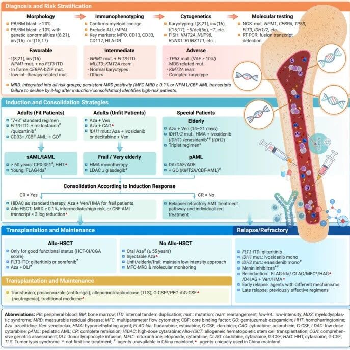 The Innovation Medicine | 急性髓系白血病精准管理，如何兼顾全球视野与本土实践？